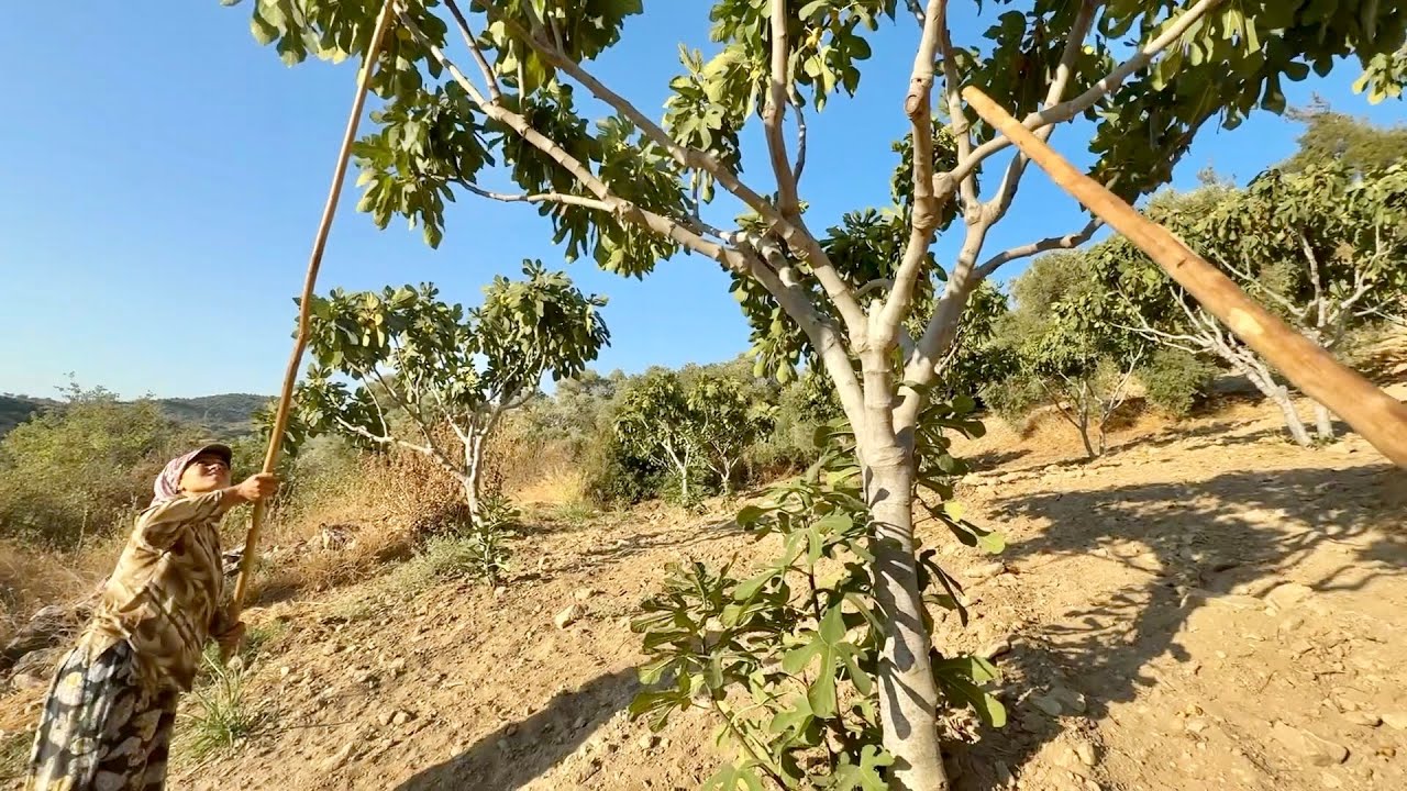 Bu Gün İncir İşçisi Aldık - İlk Defa Erken Bitti