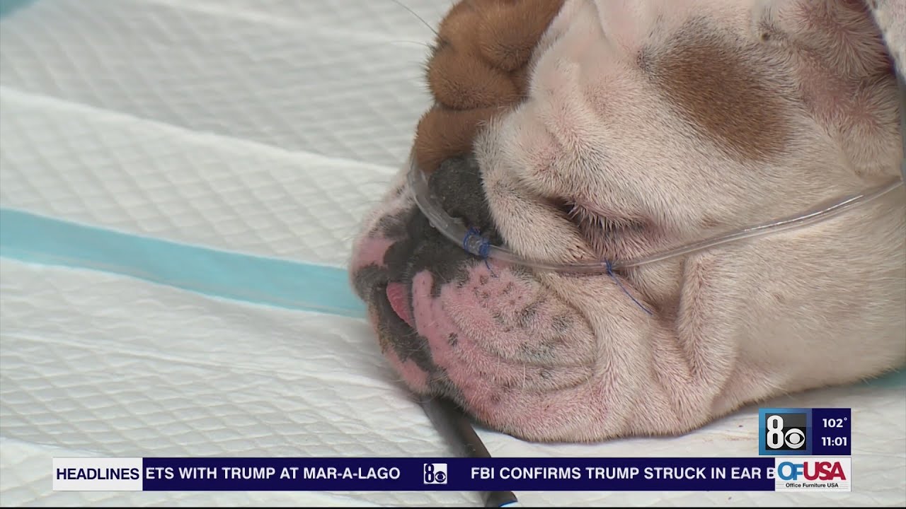 Reba, dog found sealed in tub in triple-digit heat, will need round-the-clock care