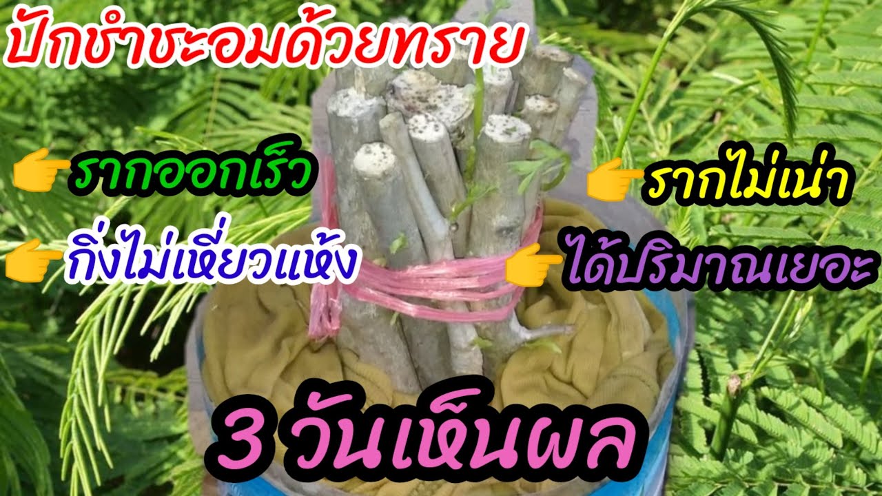 ชำกิ่งชะอมง่ายๆ ด้วยทราย เร่งรากออกไวด้วยว่านหางจระเข้รอด 💯%#ชะอม #ปักชำ