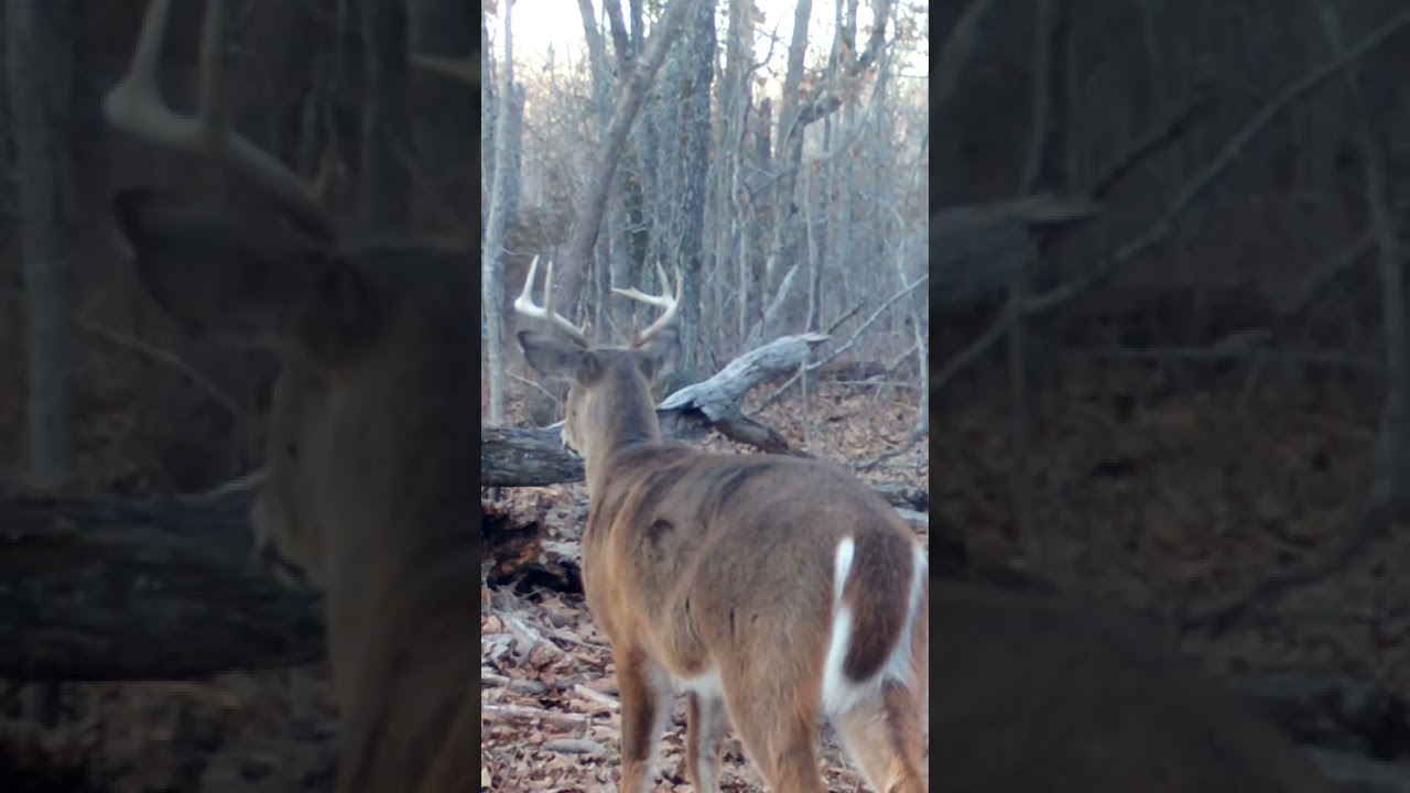 NOW he SHOWS UP 🤦&zwj;♂️ #farming #gamecamera #gamecam #hunting #deer