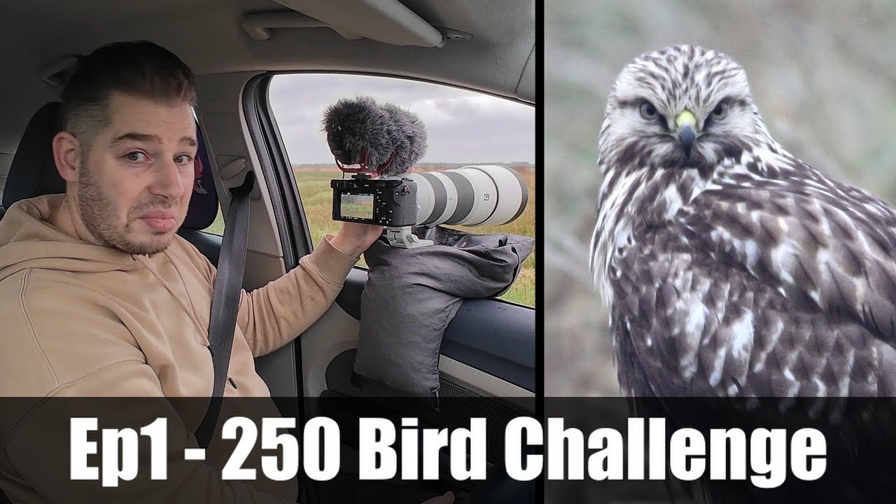 Search for the RARE Rough-legged Buzzard #1