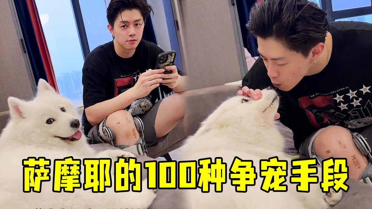 救命！萨摩耶总在背后 “蛐蛐” 我，情侣间的甜蜜时刻全被它搅黄了？【叶 3】
