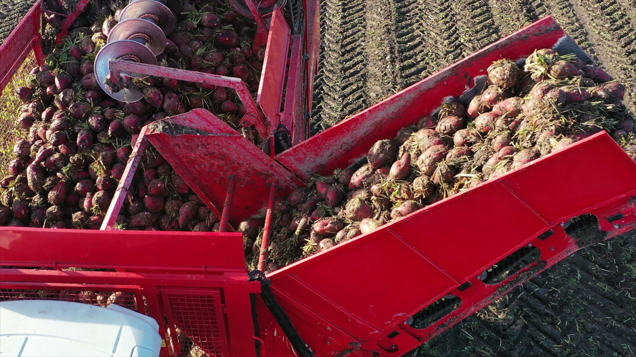 Voederbieten rooien in West Friesland