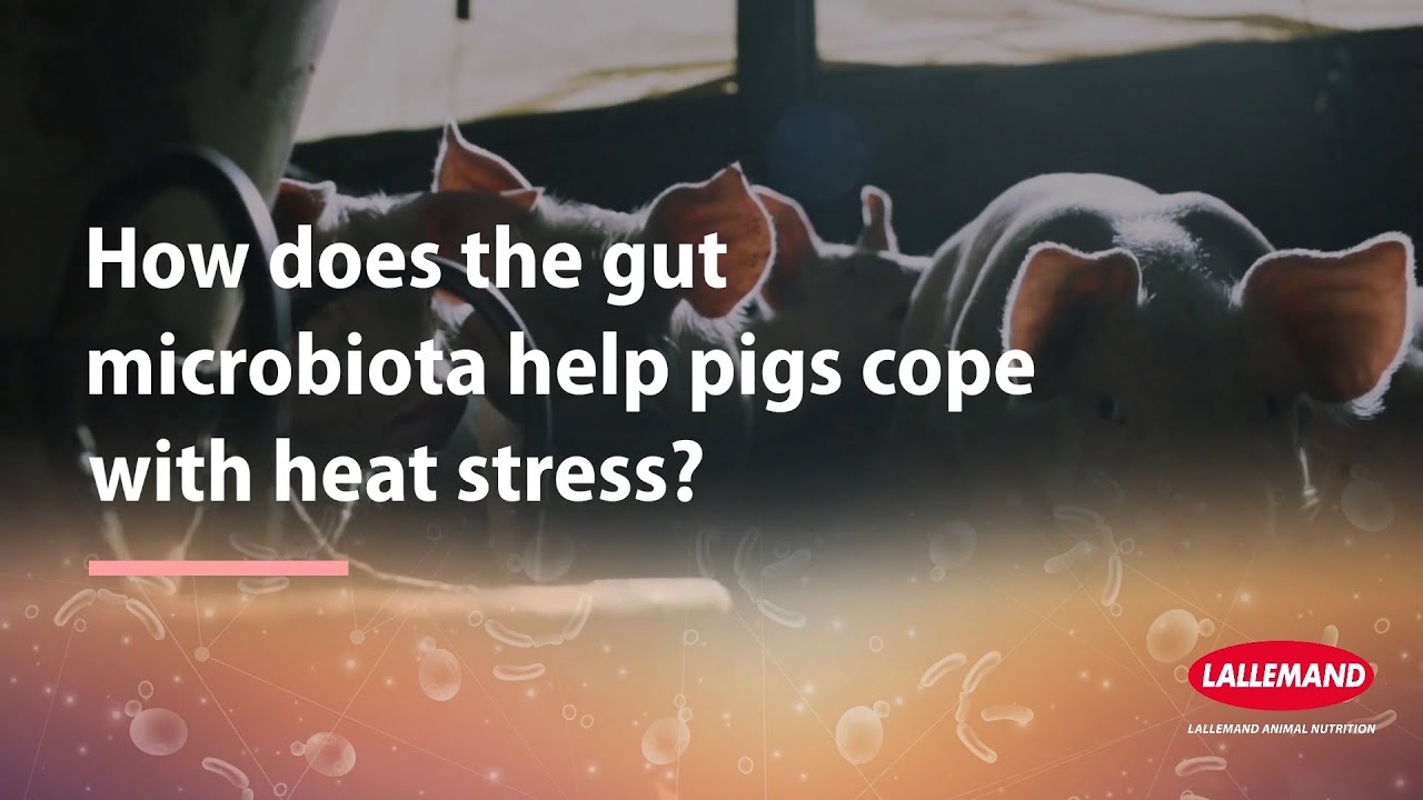 How does the gut microbiota help pigs cope with heat stress?
