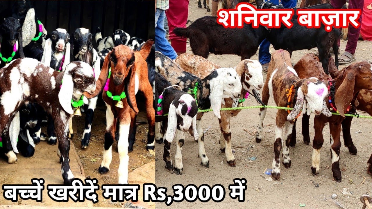 शनिवार बाज़ार Rs,3000 में Gujri Ajmeri Totapuri Nagfani Sirohi Bache,Bakra Mandi Bilaspur U.P.