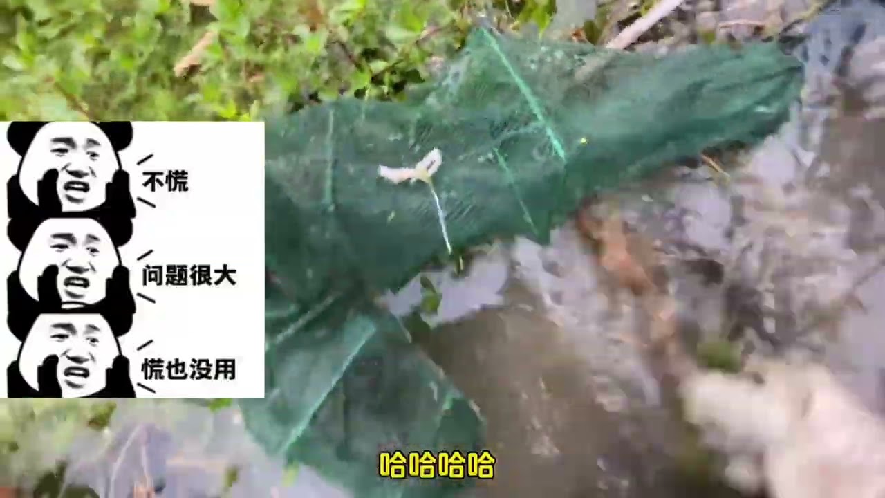 我愿意赔偿一个新的给你！ 此视频为证！ #真实户外  #野生黄鳝  #今天的收获  #抓黄鳝 #保护野生动物