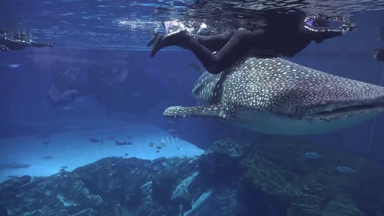 Georgia Aquarium: Swimming with Whale Sharks