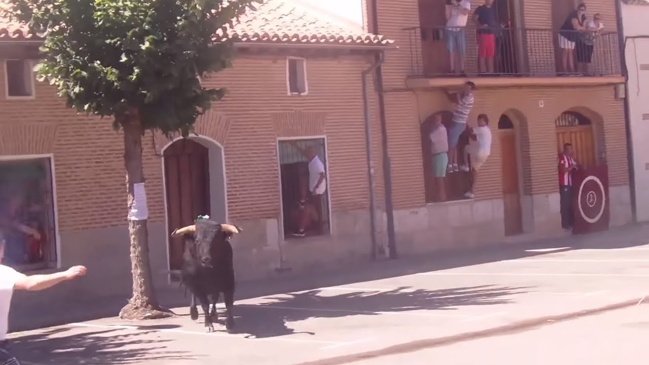 IMPRESIONANTE Toro del Verdejo 2018 - RUEDA (Valladolid)