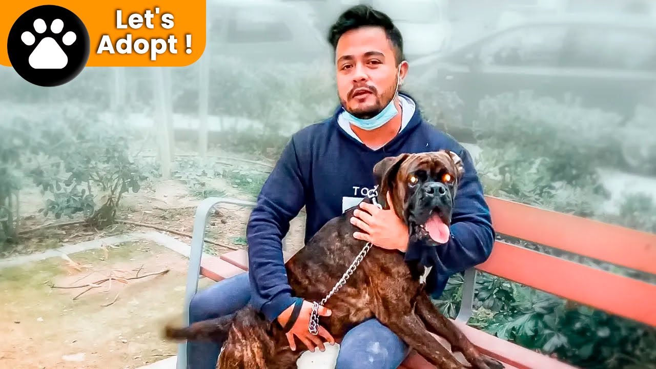 You have never seen anything like this… I am being deported and forced to leave my dog behind!