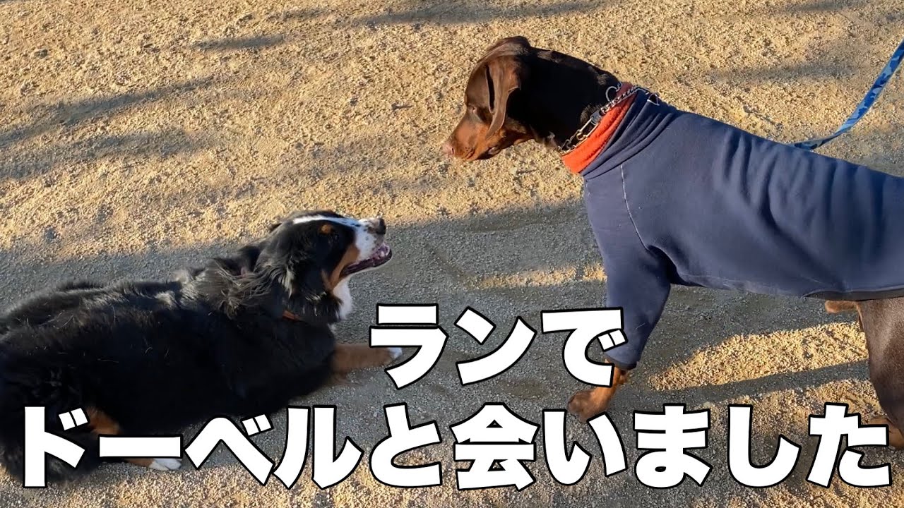 ドッグランでドーベルマンと会う！！バーニーズマウンテンドッグ