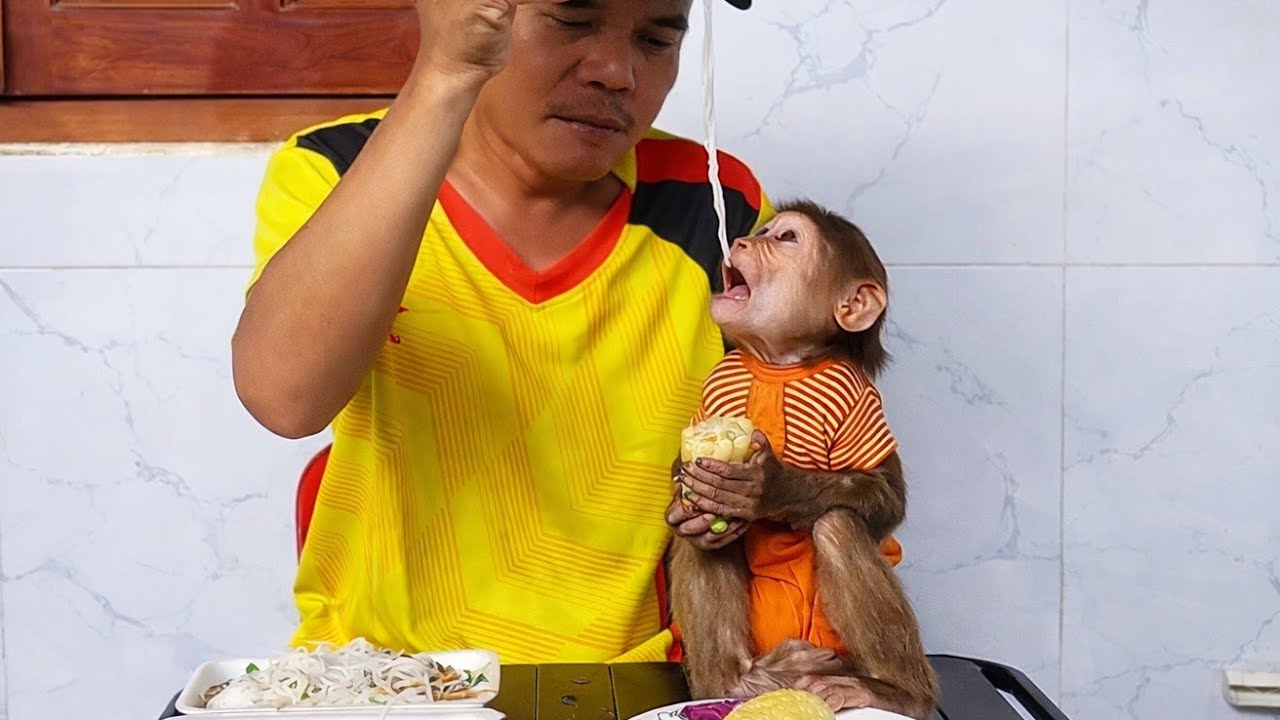 Baby Monkey Cubin’s Happy Breakfast With Dad Will Melt Your Heart ❤️🐒
