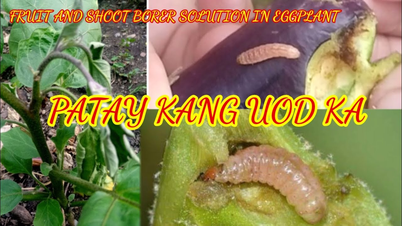 3 PARAAN PUKSAIN ANG  SHOOT AT FRUIT BORER NG TALONG