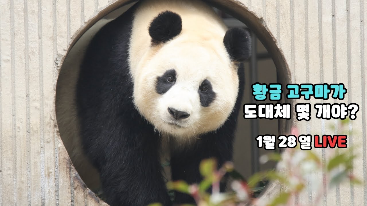푸바오, 황금 고구마가 도대체 몇 개야? / 양과 판 사육사님 웃는 이유..? (1월 28일 라이브)