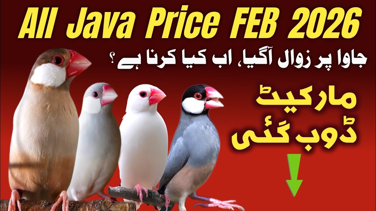 All java Price Feb 2026  | java sparrow price update | java finch market price