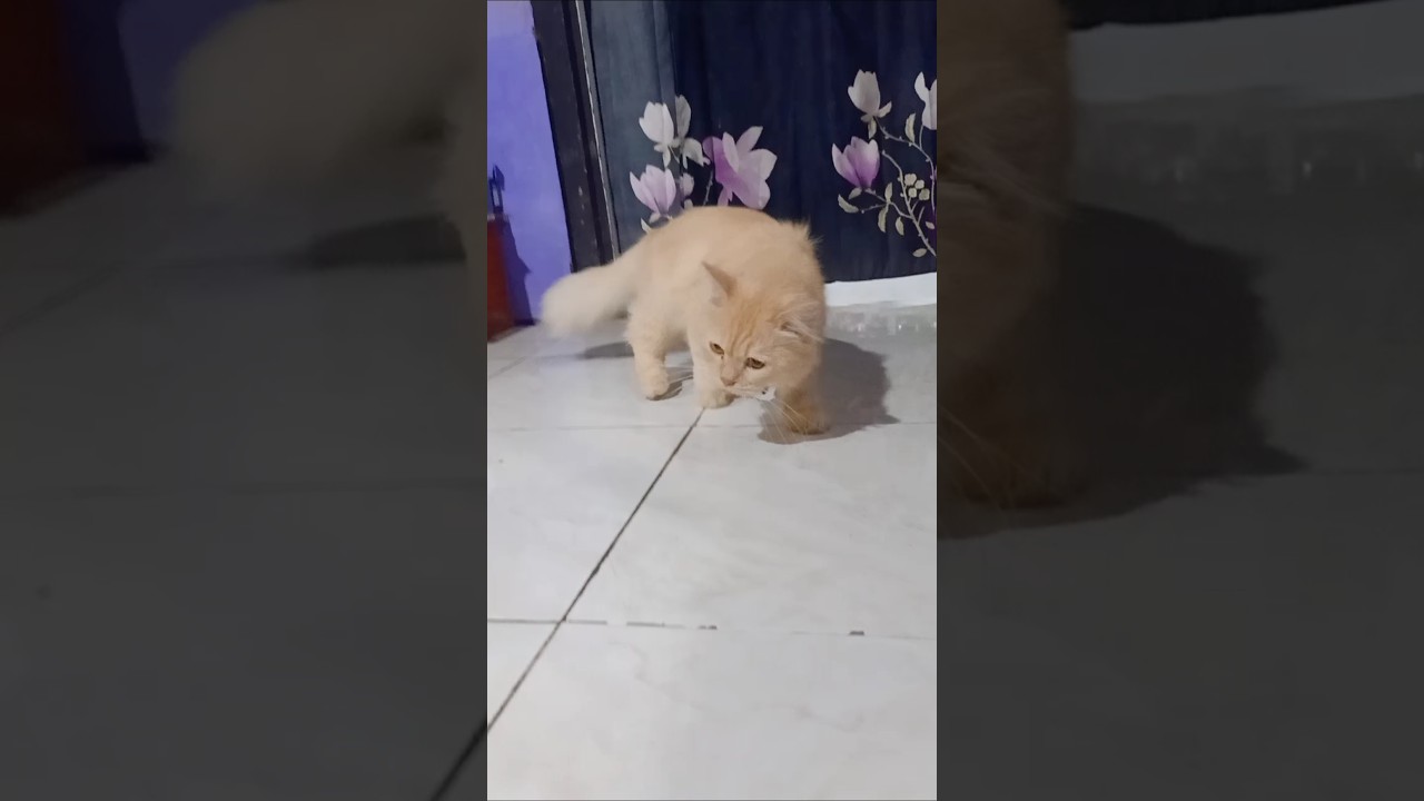 Tingkah random kucing oyen #ngambek #ngakak #oyenbarbar #oyen