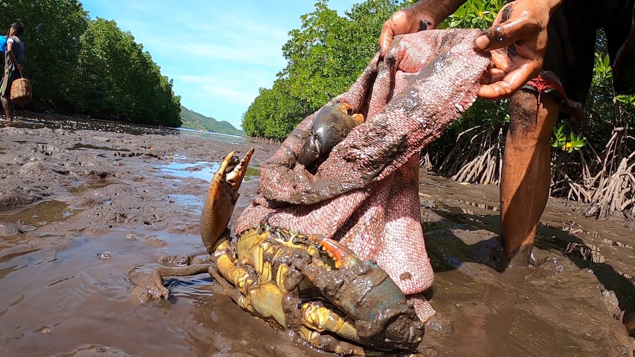 Mangrove mud crabs | Catch, Cook and Sell