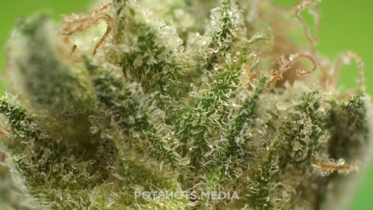 JungleBoys JungleCake Burnshot