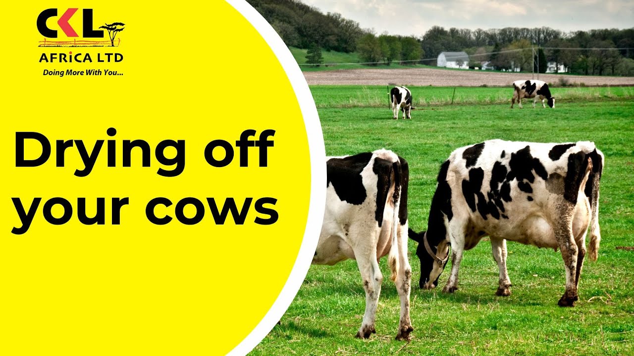 Drying Off Your Cows