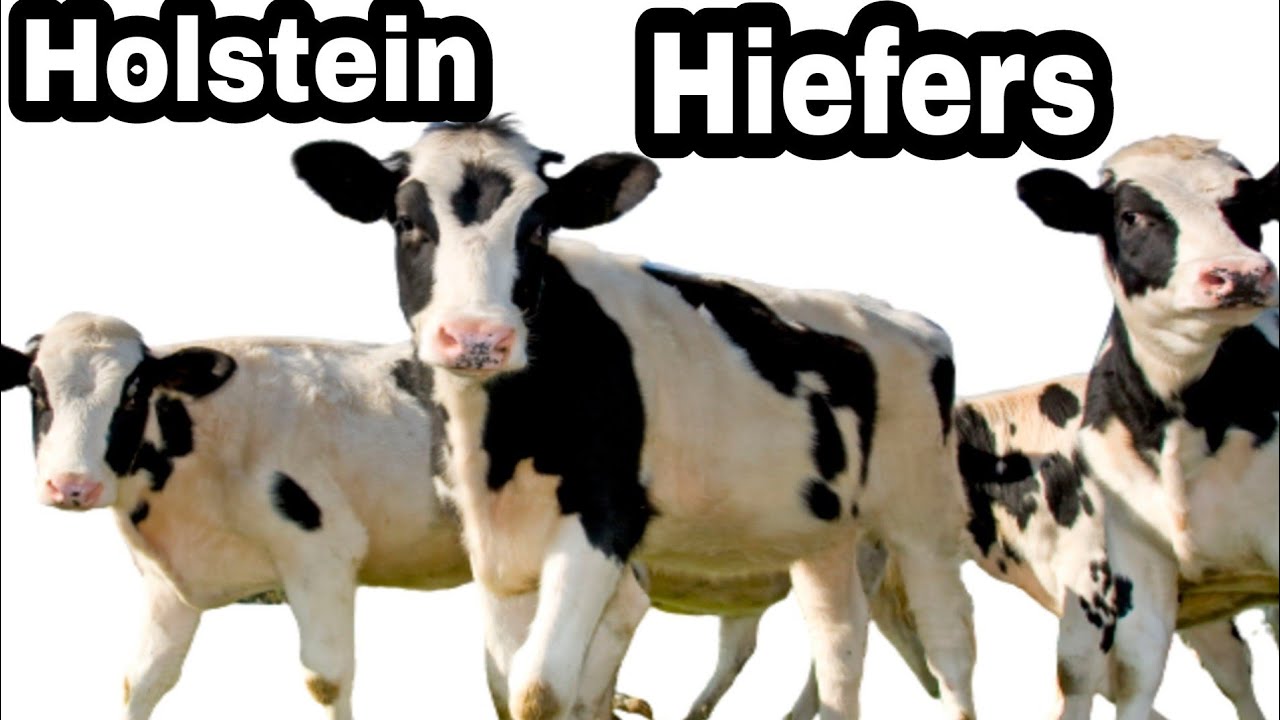 holstein hiefer ////Holstein hiefers for sale