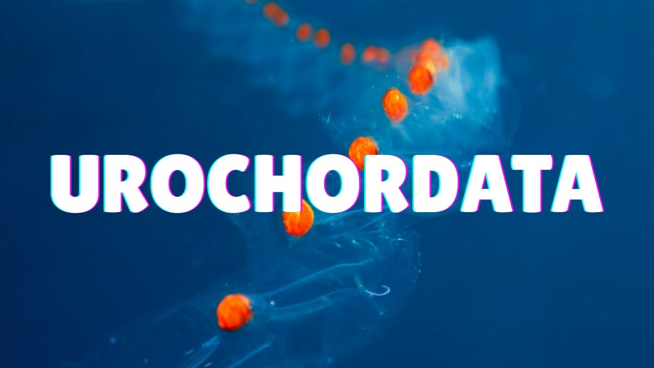 Тип Urochordata | Классификация животных | 10 класс | Наука | Махараштра | Khan Academy
