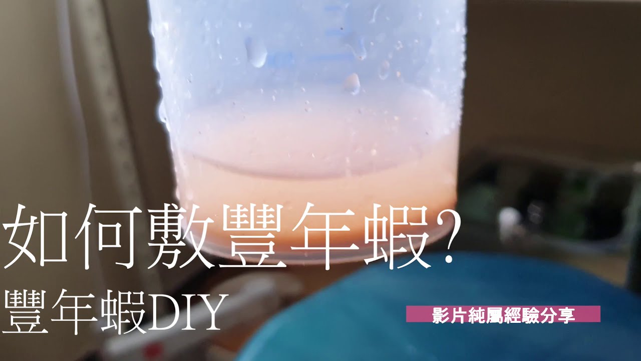 DIY豐年蝦桶及孵蝦SOP(孔雀魚及鬥魚最愛的食物~)