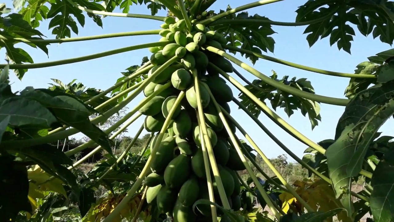 MAMÃO PAPAYA / HAVAI 🌱(( Porque tirar os brotos XUPIM ))# MARANHÃO