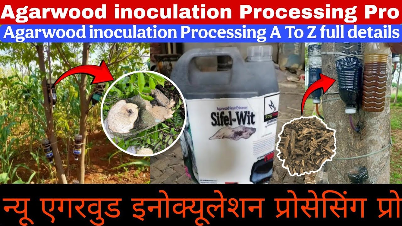 Agarwood inoculation process | Agarwood tree price in india | Agarwood inoculation medicine name  
