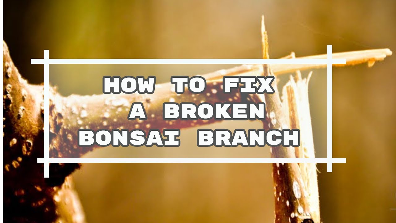 How to fix a broken bonsai branch