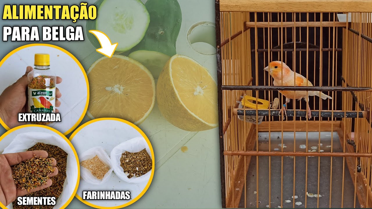 🔥 DICA - ALIMENTAÇÃO (BÁSICA) PARA CANÁRIO BELGA!