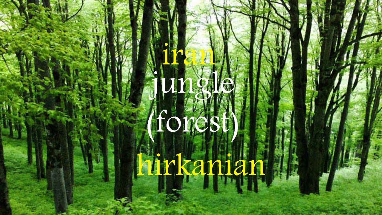 Iran, the forest in Iran, the Hyrcanian forest#travel#tehran#iran#love#Beautiful#forest#