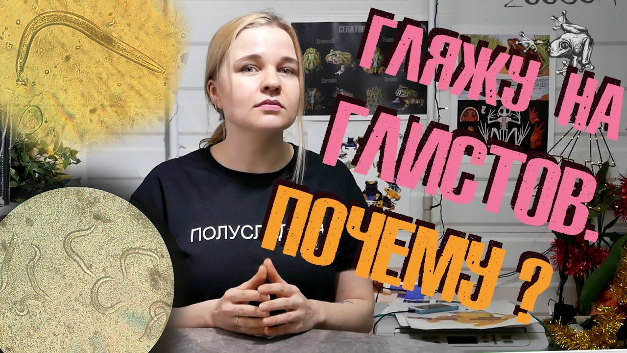Паразиты у амфибий. Почему я стала их искать?