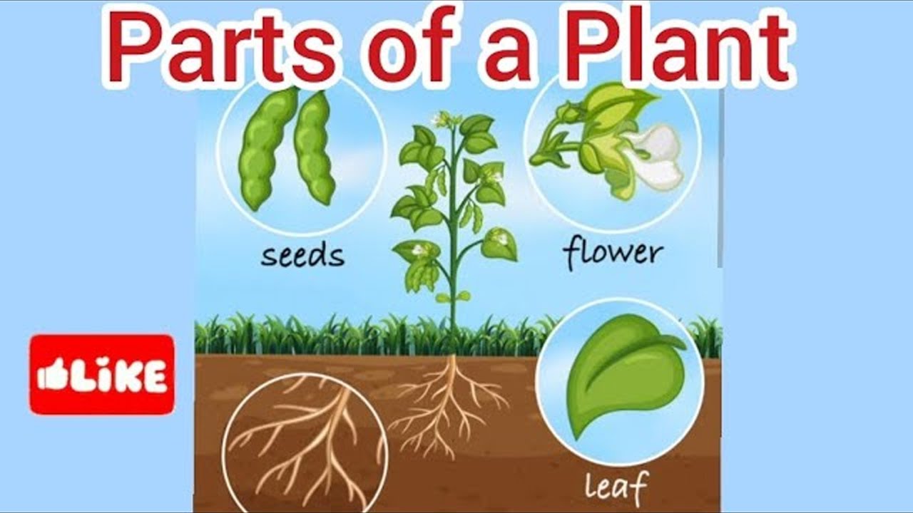 Parts of plants. Class 3 Lesson 2