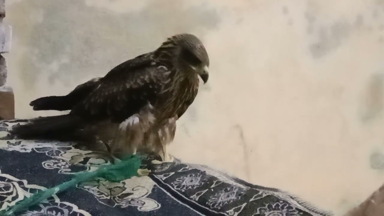 POV: Eagle Flight | Natural World: Super Powered Eagles | BBC Earth