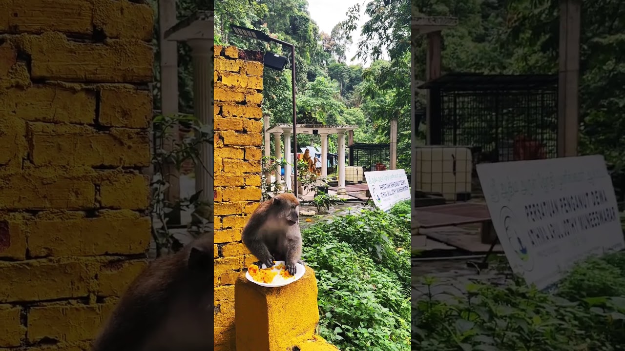 I love nature #monkey #hanuman  #nature #animals #malaysia #sivankoil #shivankaraktemple #saishaAS