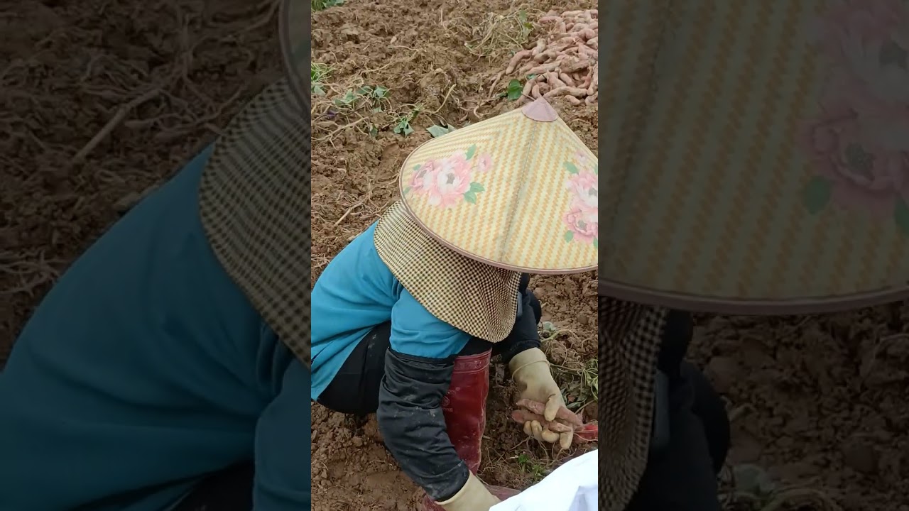 Trồng khoai cũng chẳng khá hơn .