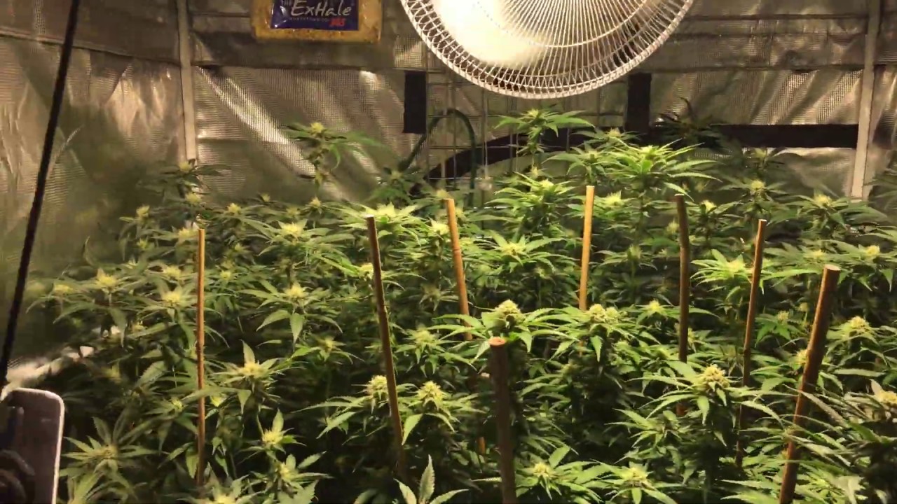 Growing Cannabis: Week 4 of Flower