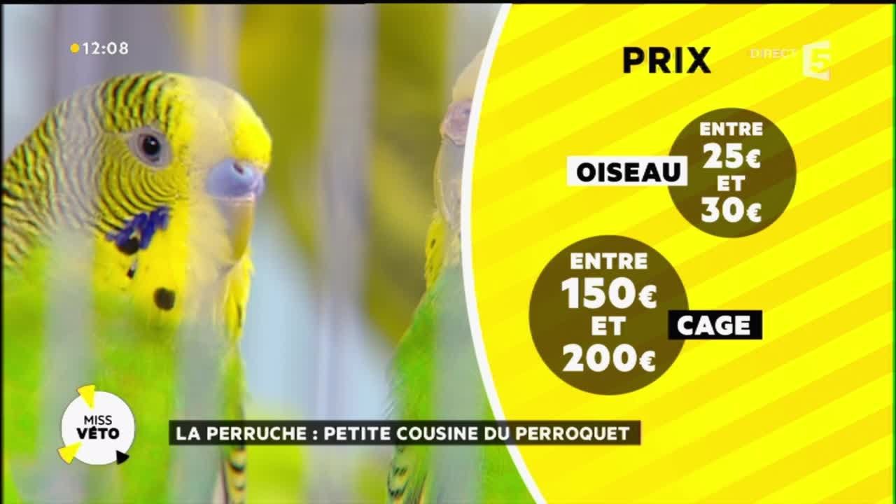 Un amour de perruche