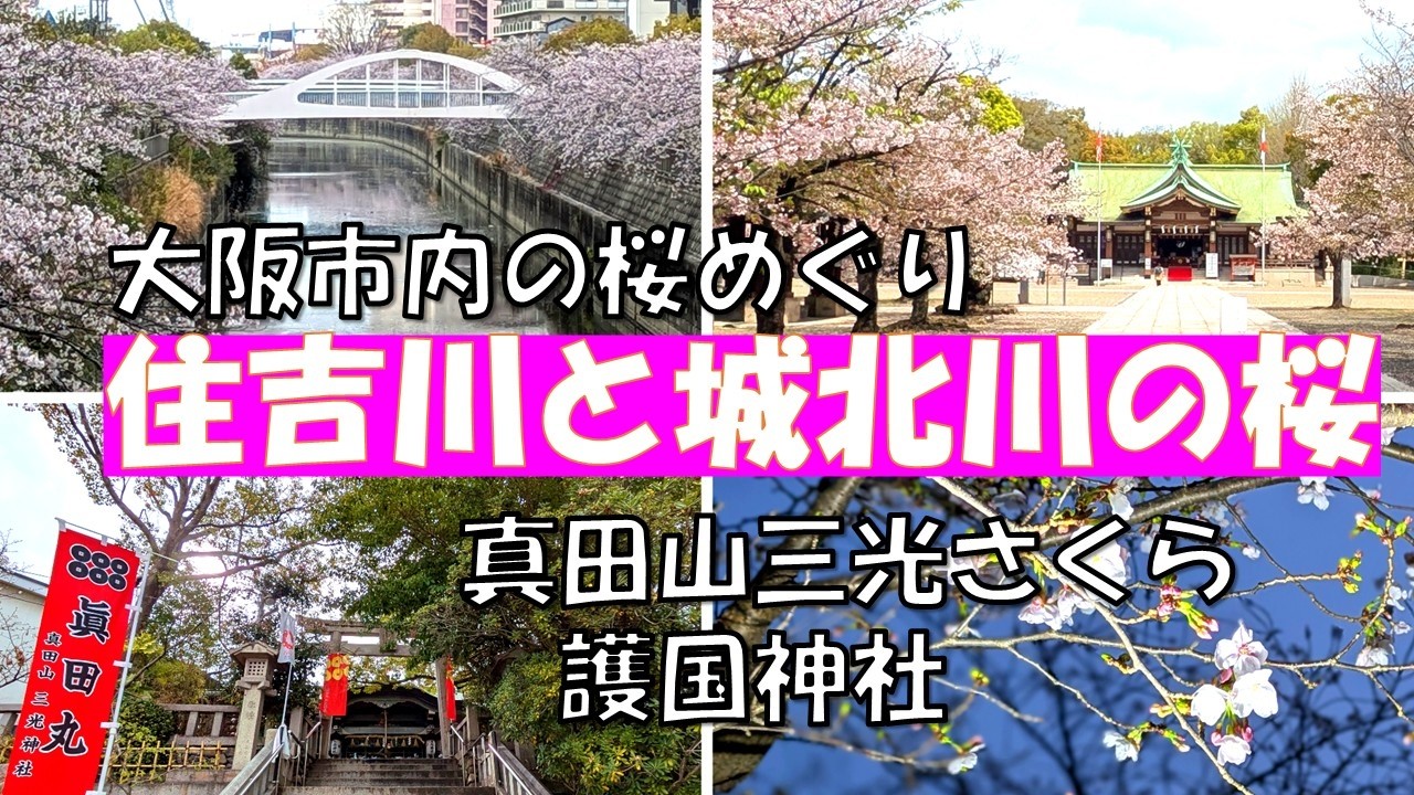 大阪市内の川沿いの桜【住吉川と城北川】真田山の三光神社、陸軍墓地の桜と大阪護国神社の桜も。