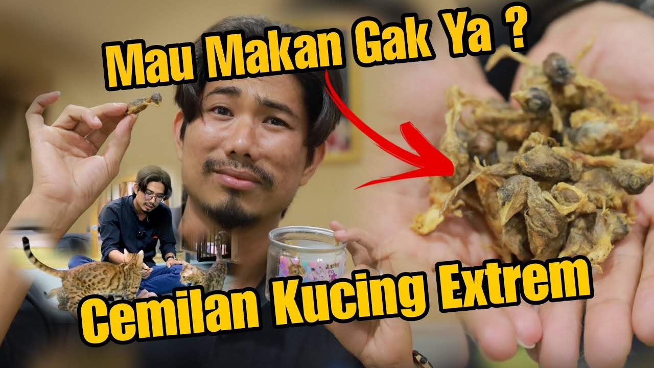 SNACK KUCING EXTREME 😱😱 KUCING PADA MAU MAKAN ATAU ENGAK YA......