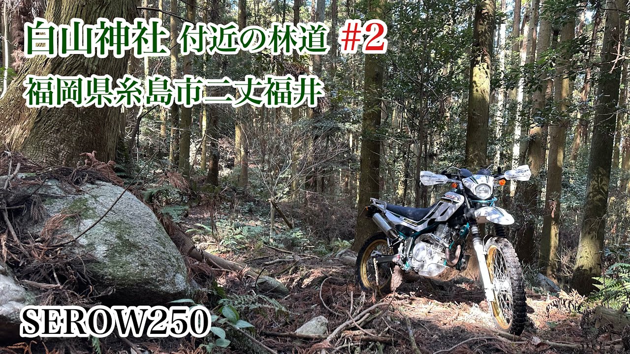 白山神社付近の林道 #2　福岡県糸島市二丈福井　YAMAHA　SEROW250　セロー250　2026年2月