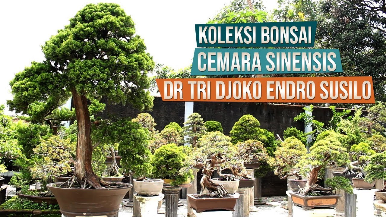 Koleksi Bonsai Cemara Sinensis dr. Tri Djoko Endro Susilo