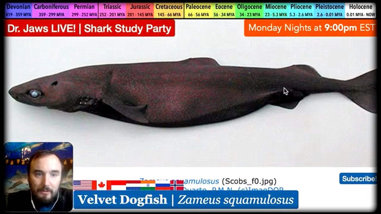 Dr. Jaws LIVE! #149 Velvet Dogfish Study Party