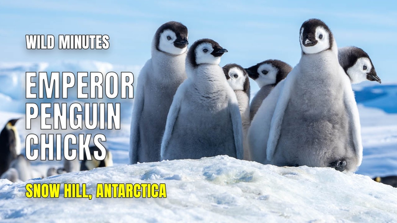 Emperor Penguin Chicks a Snow Hill
