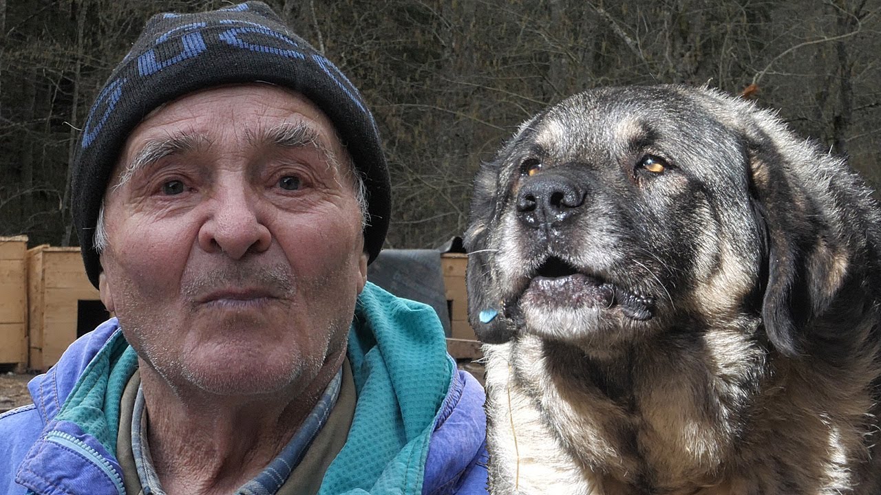Više voli psa nego dobru kravu