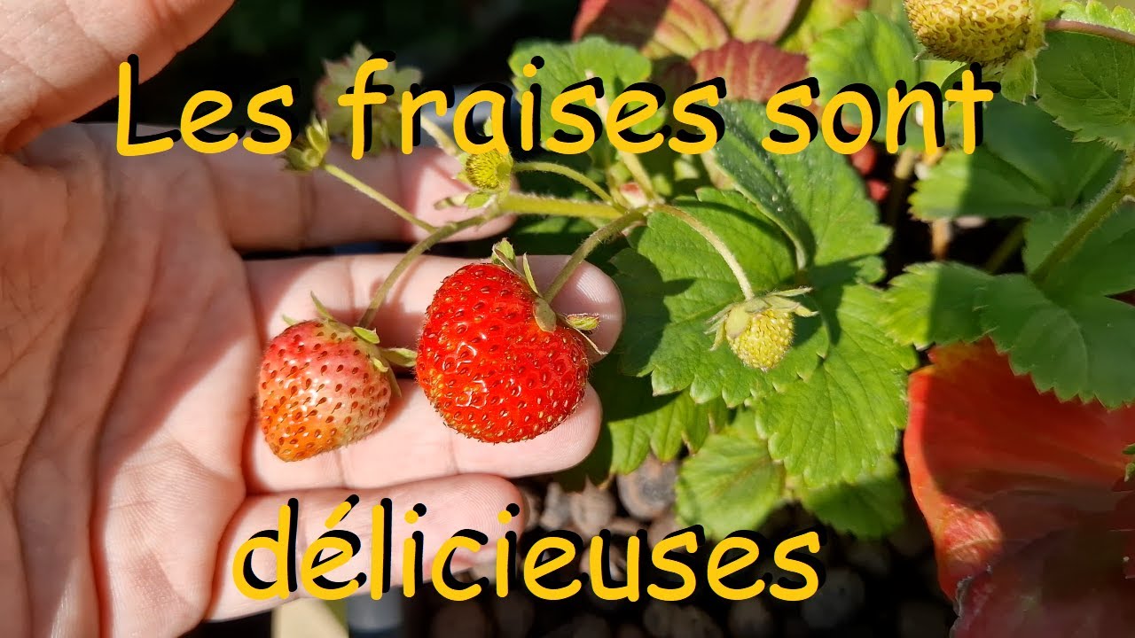 Grand ménage au potager, Mon Jardin Urbain, Saison 1, épisode 15.