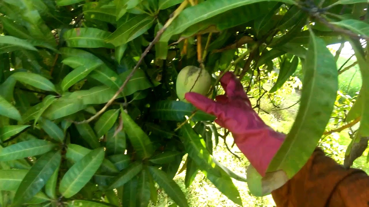 How to pick mangos Australian style.
