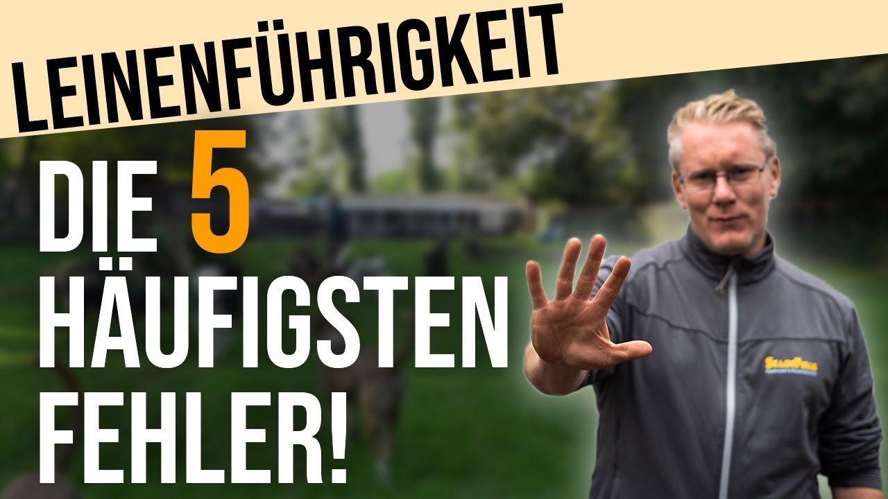 Darum zieht dein Hund an der Leine! 😮 Die 5 häufigsten Fehler bei der Leinenführigkeit!