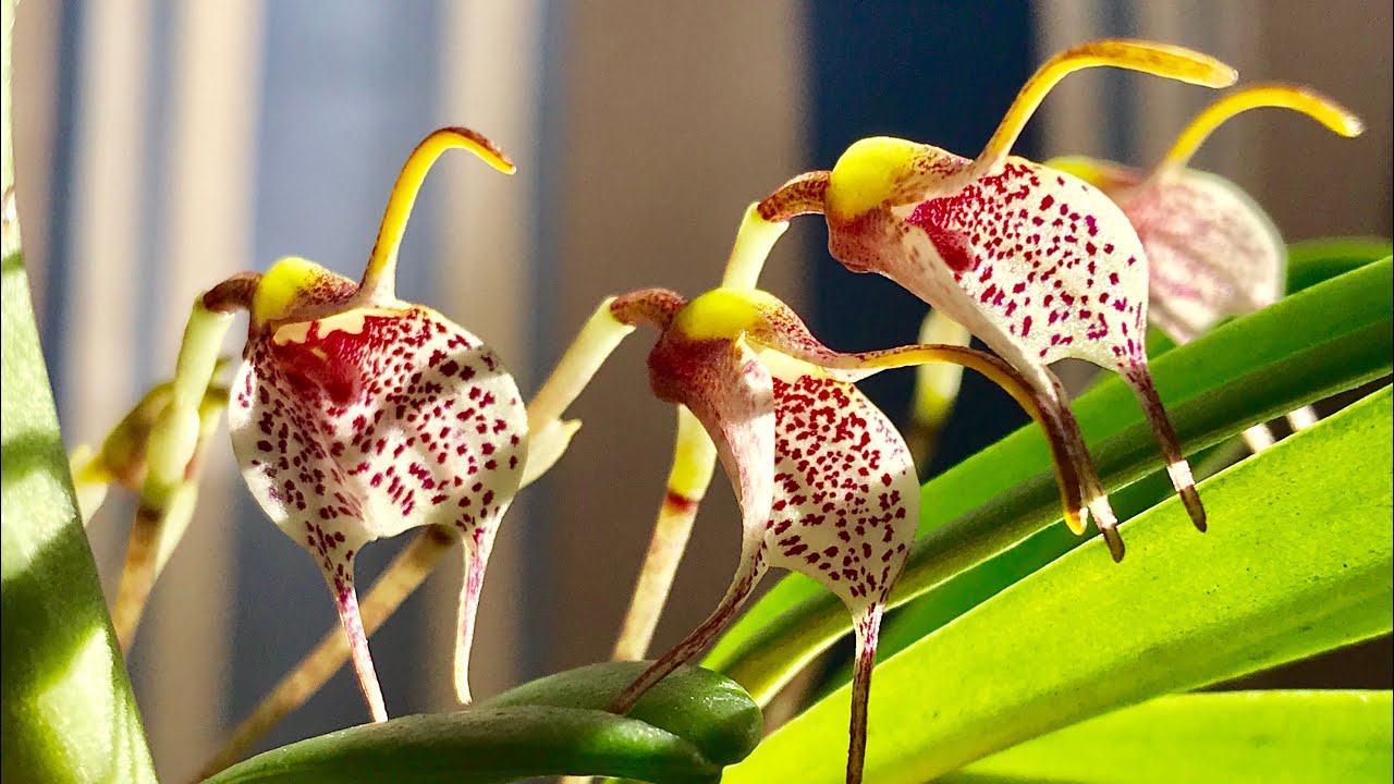 Masdevallia floribunda