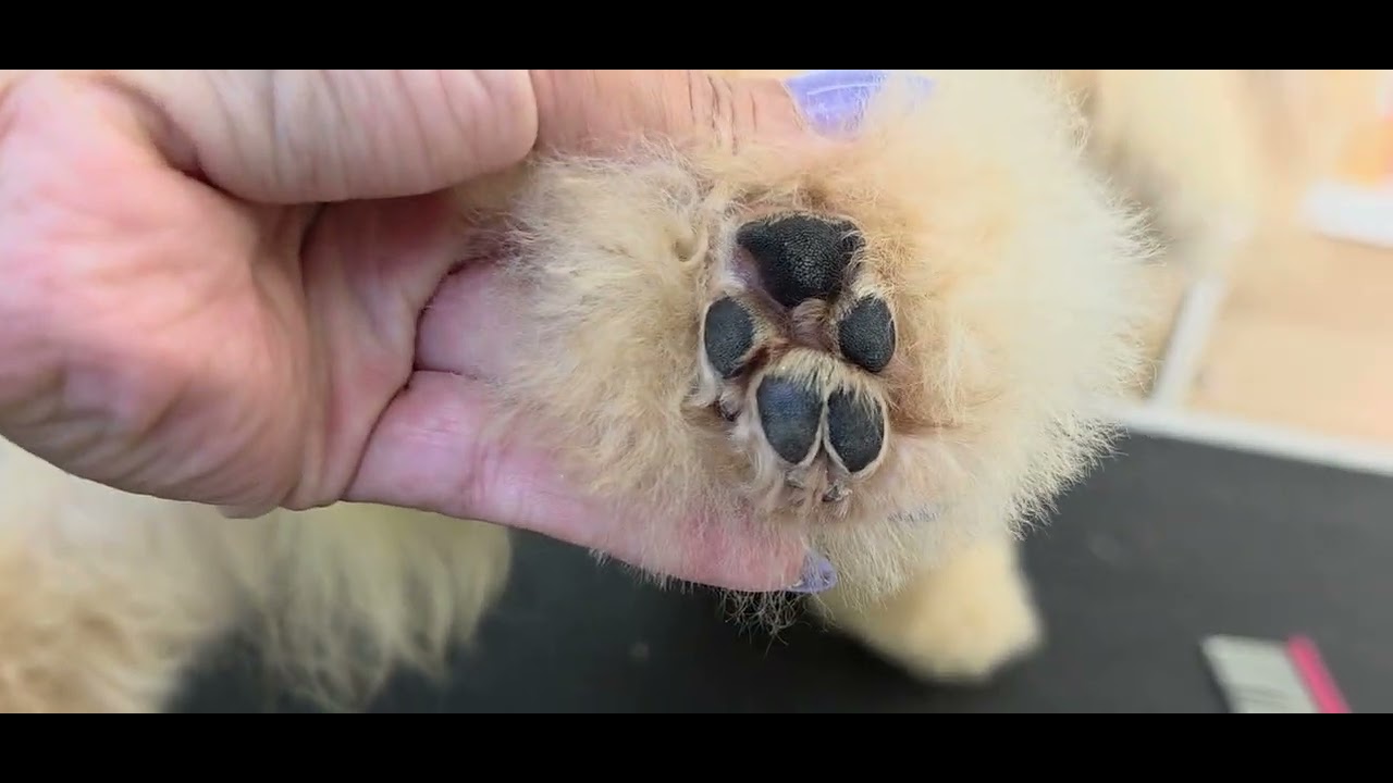 Submission&nbsp;K:&nbsp;Grooming a Non-Sporting Breed  (Before)