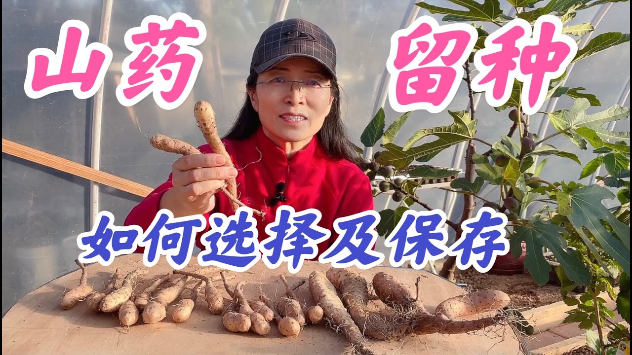 如何选择以及保存最佳山药种子。#山药种植系列。